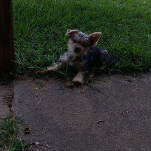 Meet your Posher, Angela